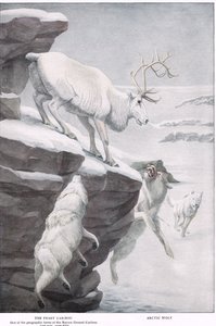 The Peary Caribou